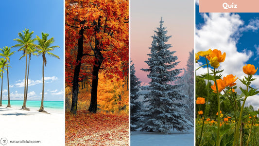 QUIZ: What Season Am I?